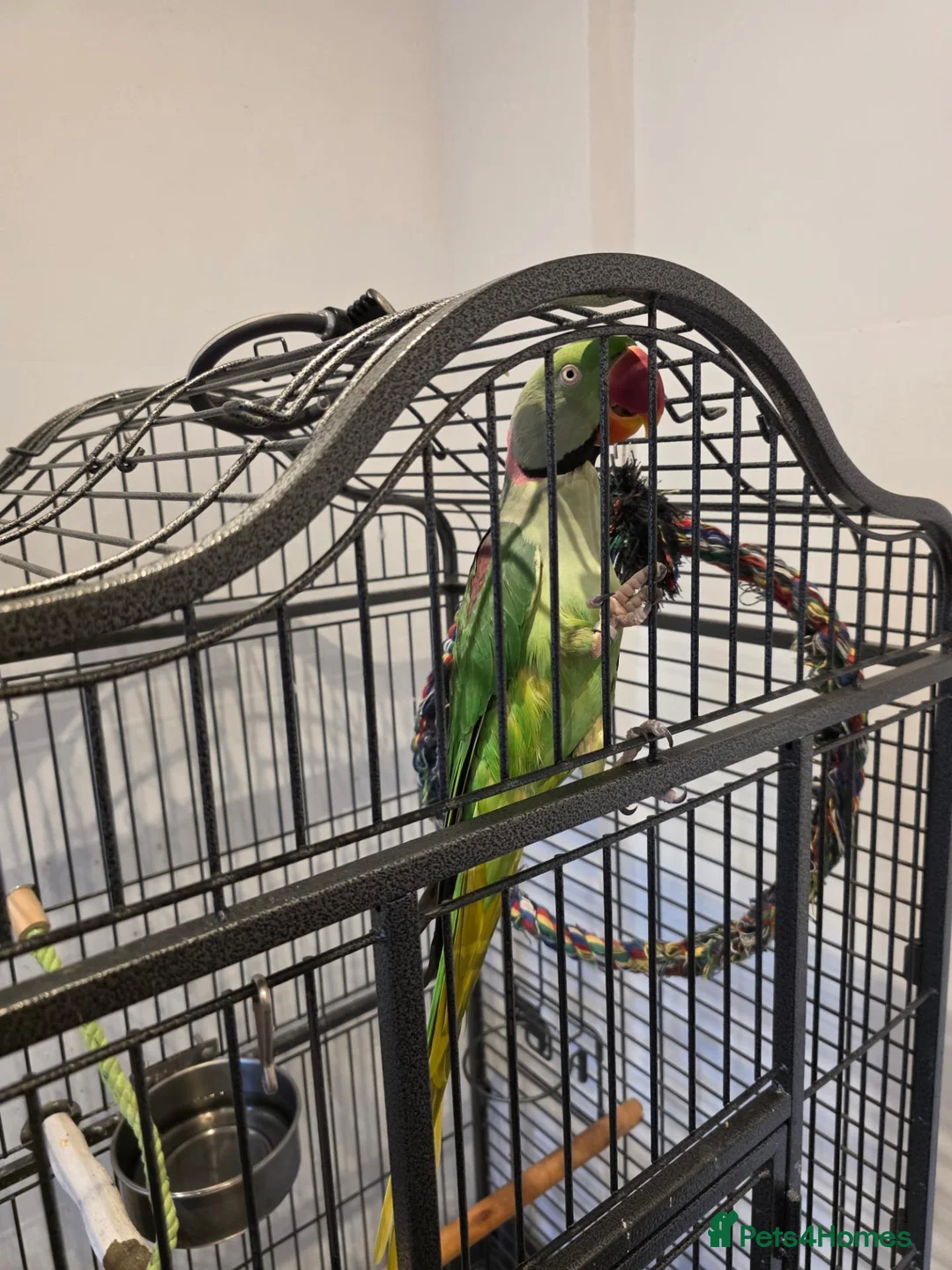Parrots birds for sale: Parrot in Mitcham - Advert 1
