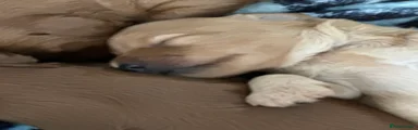 Cream