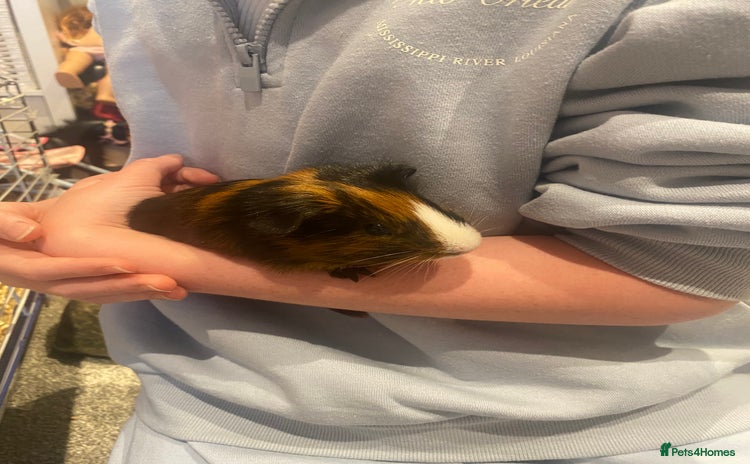 Guinea Pig rodents - Advert 1