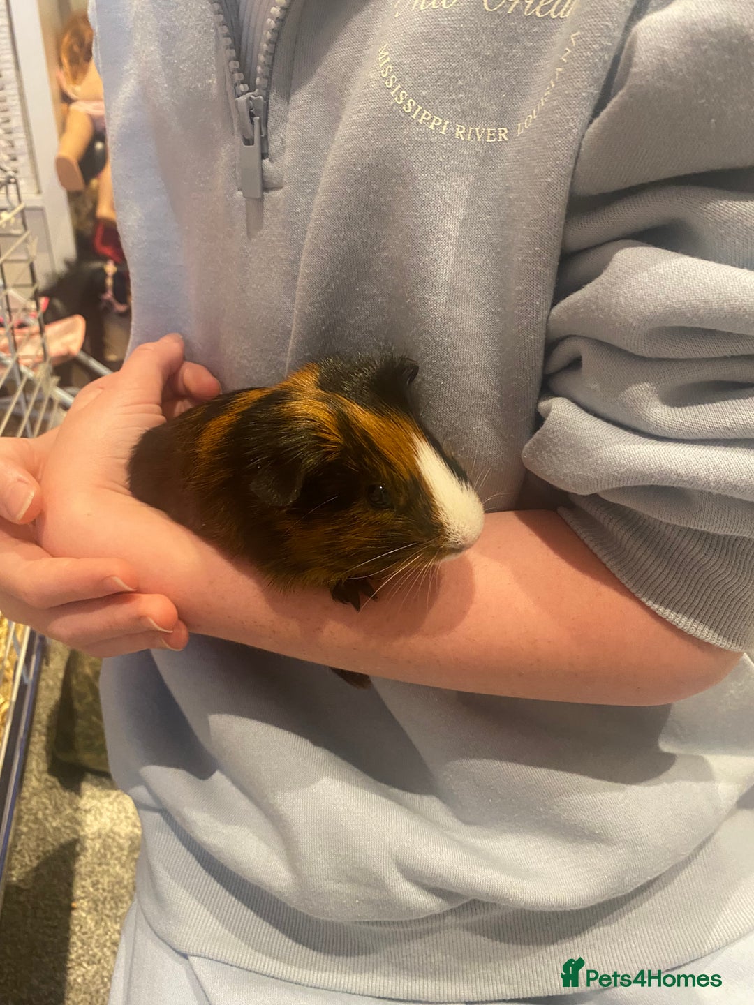 Guinea Pig rodents for sale: Guinea Pigs for Sale - Image 1