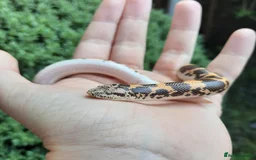 Boa Snake reptiles for sale: Male Kenyan Sand Boa with terrarium setup - Image 7