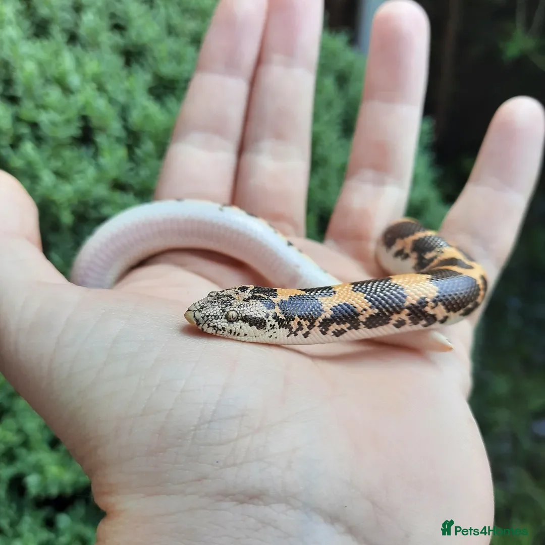 Boa Snake reptiles for sale: Male Kenyan Sand Boa with terrarium setup - Image 7
