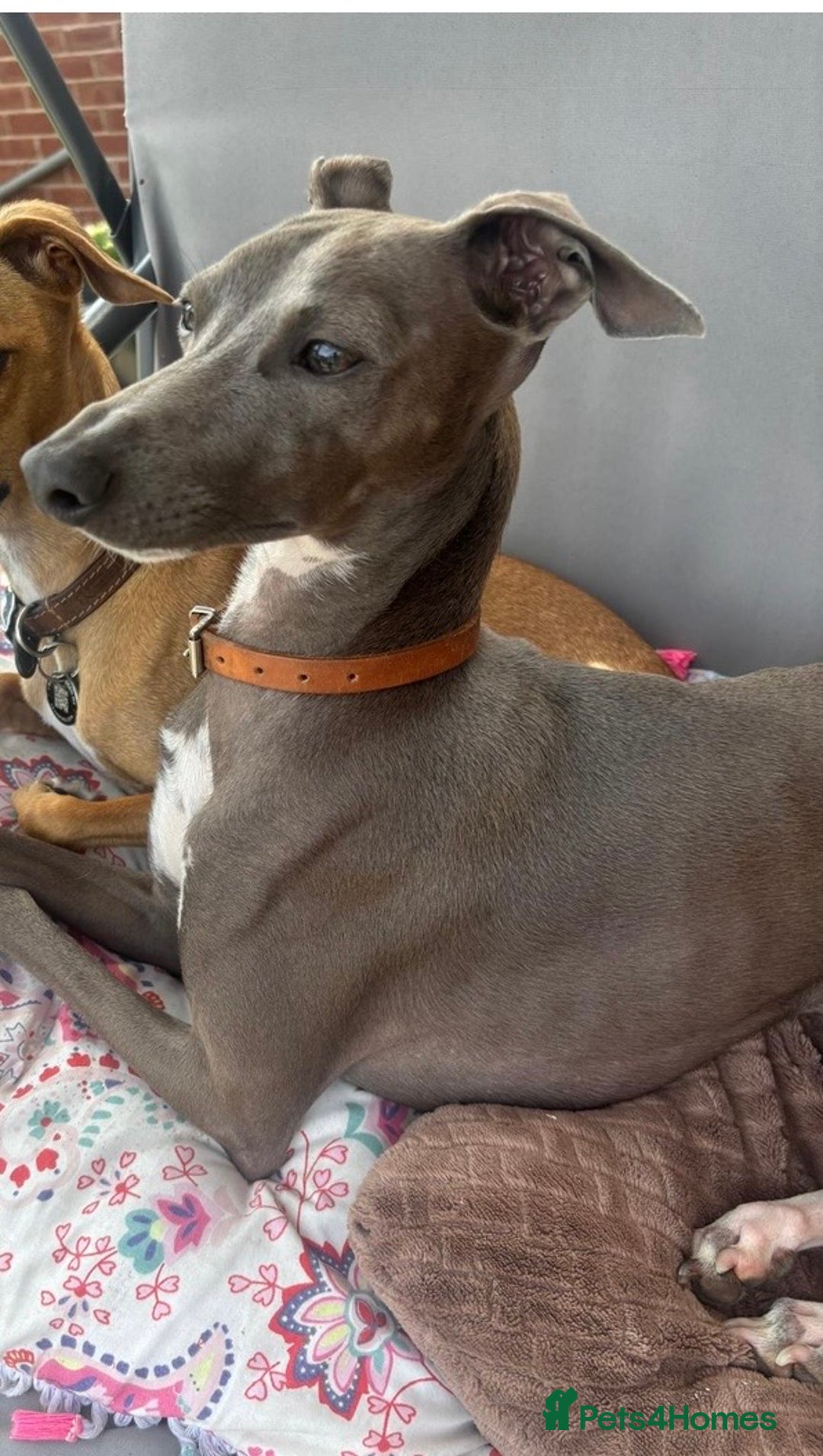 Italian Greyhound dogs for stud: Italian greyhound for stud -unproven  - Advert 2