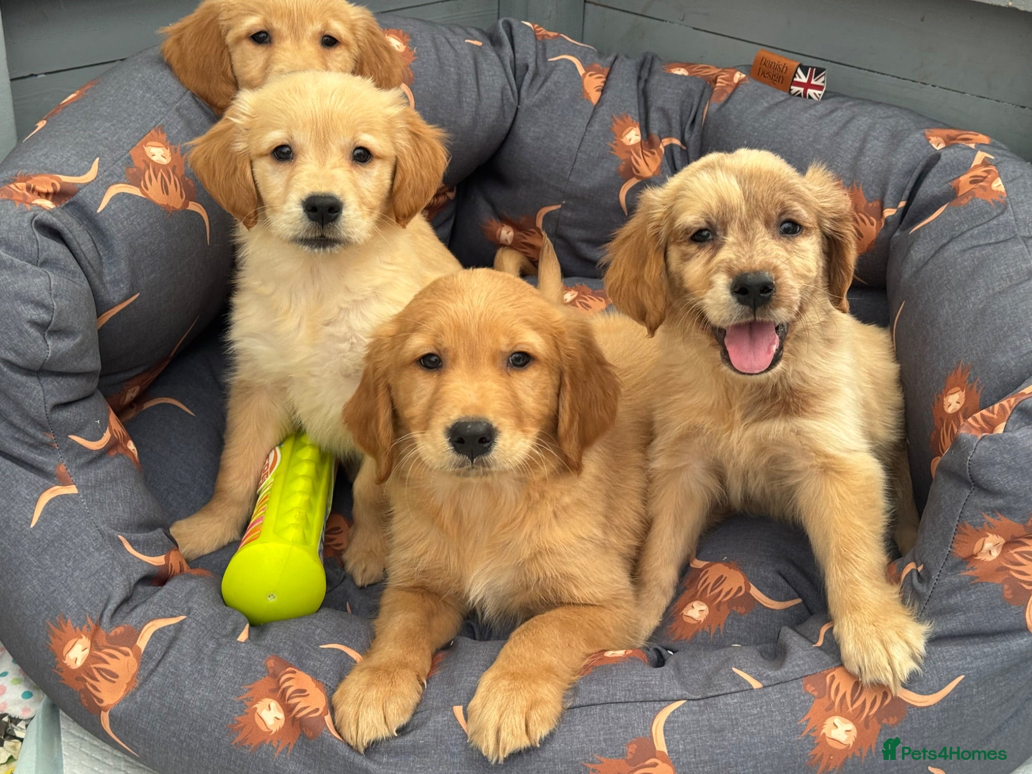Golden Retriever dogs PERFECT LITTER KC REG HEALTH TESTED GOLDENS - Advert 1