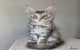 Maine Coon cats for sale: 2 TICA-Registered Maine Coon Kittens Available - Image 4