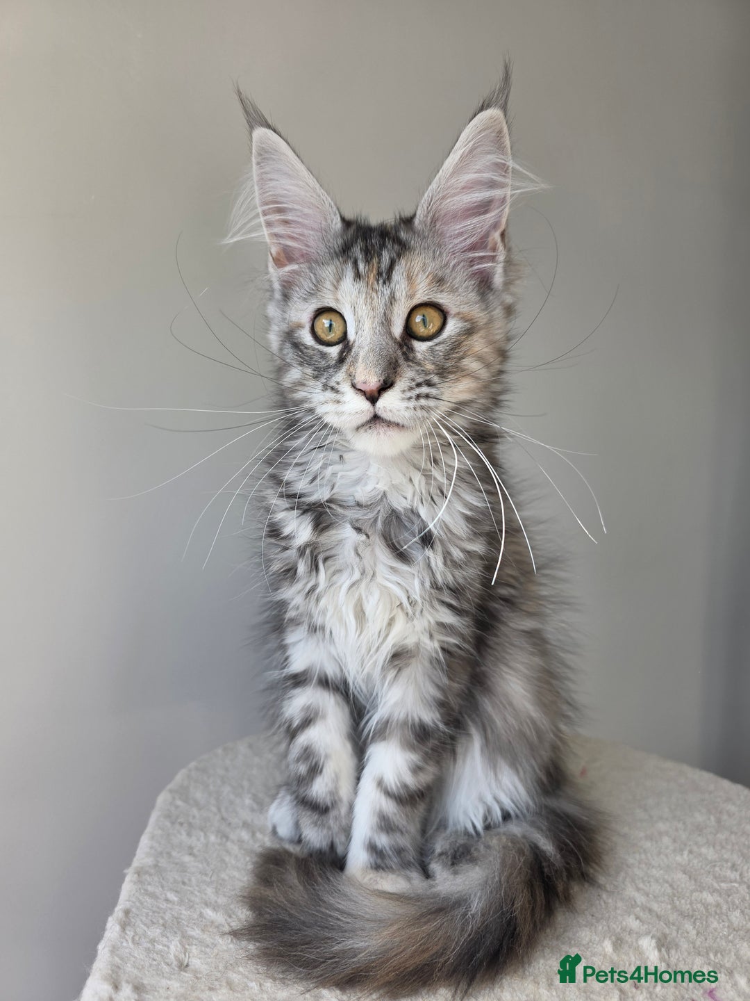 Maine Coon cats for sale: 2 TICA-Registered Maine Coon Kittens Available - Image 4