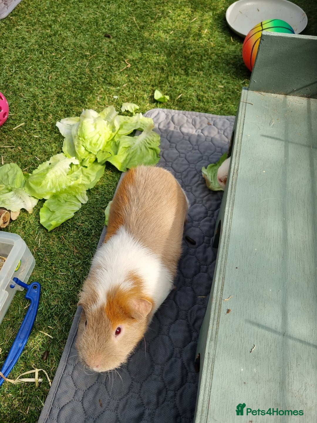 Guinea Pig rodents for sale: Male Guinea Pigs - Image 5