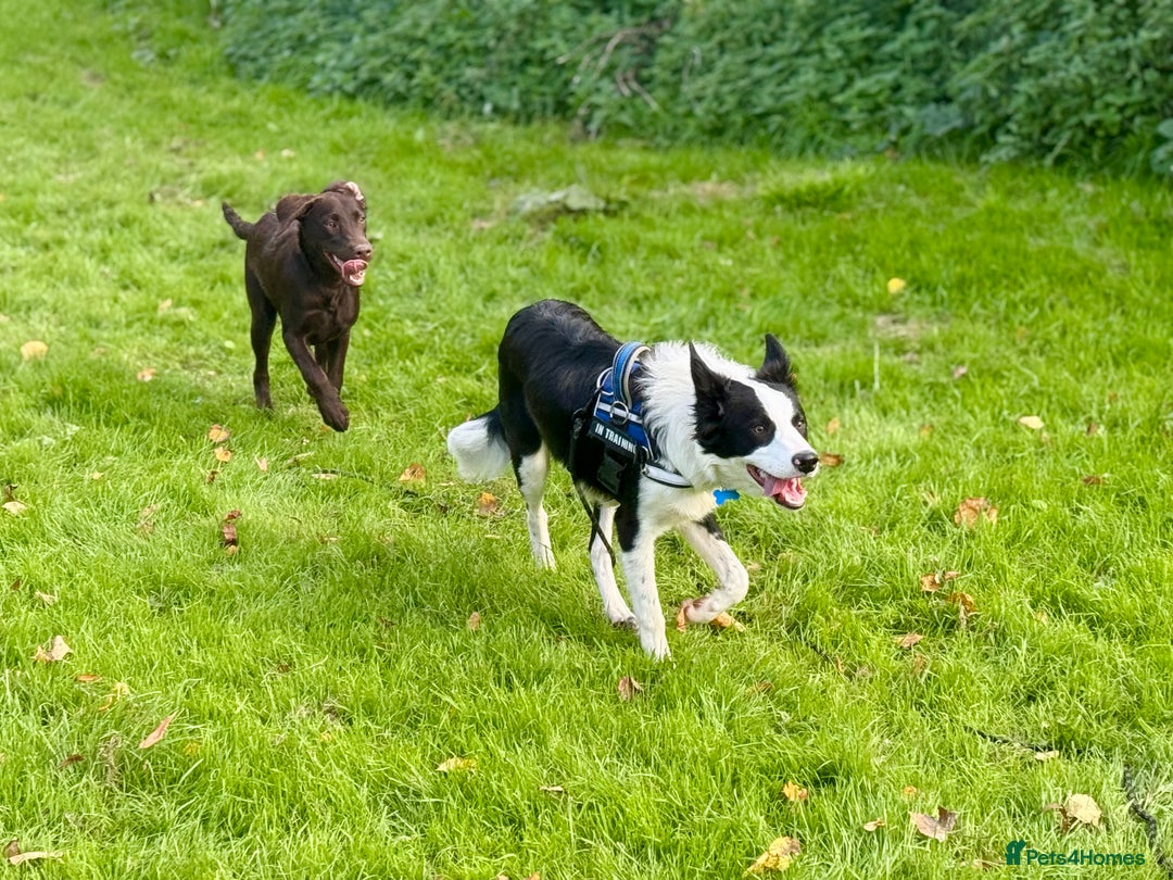 Border Collie dogs for sale: 7 month old Border collie (male) - Image 3