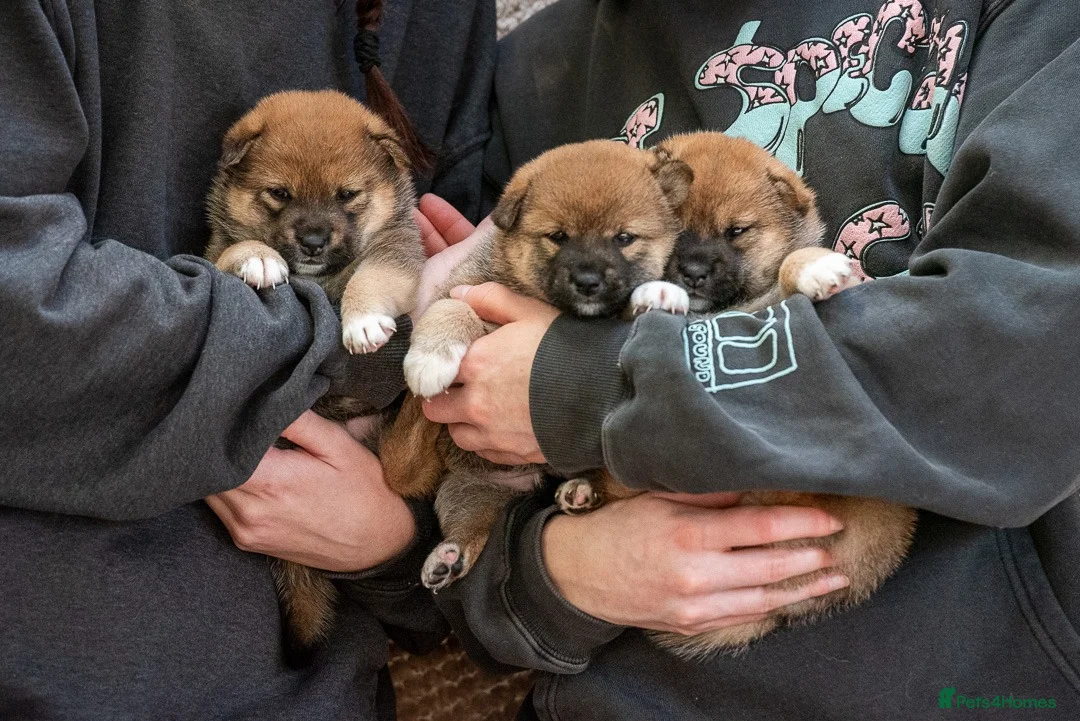 Japanese Shiba Inu dogs for sale: Rare Red Sesame Shiba Inu – Elite Bloodlines - Advert 10