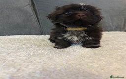 Shih Tzu dogs for sale: Adorable Shih Tzu Puppies - Advert 7