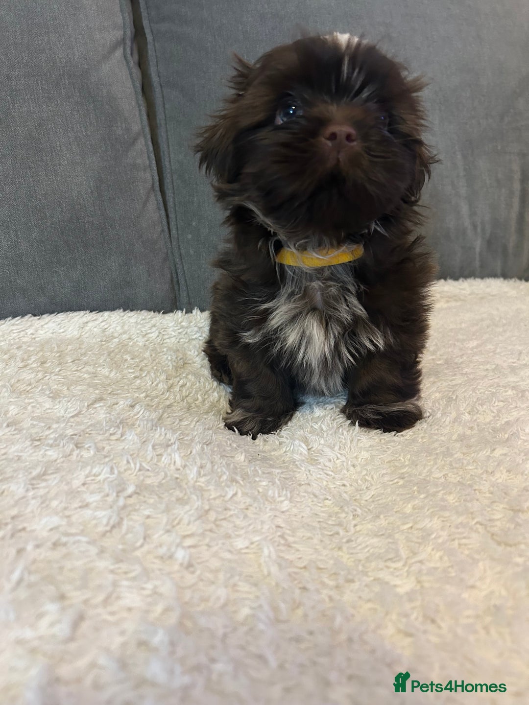 Shih Tzu dogs for sale: Adorable Shih Tzu Puppies - Advert 7