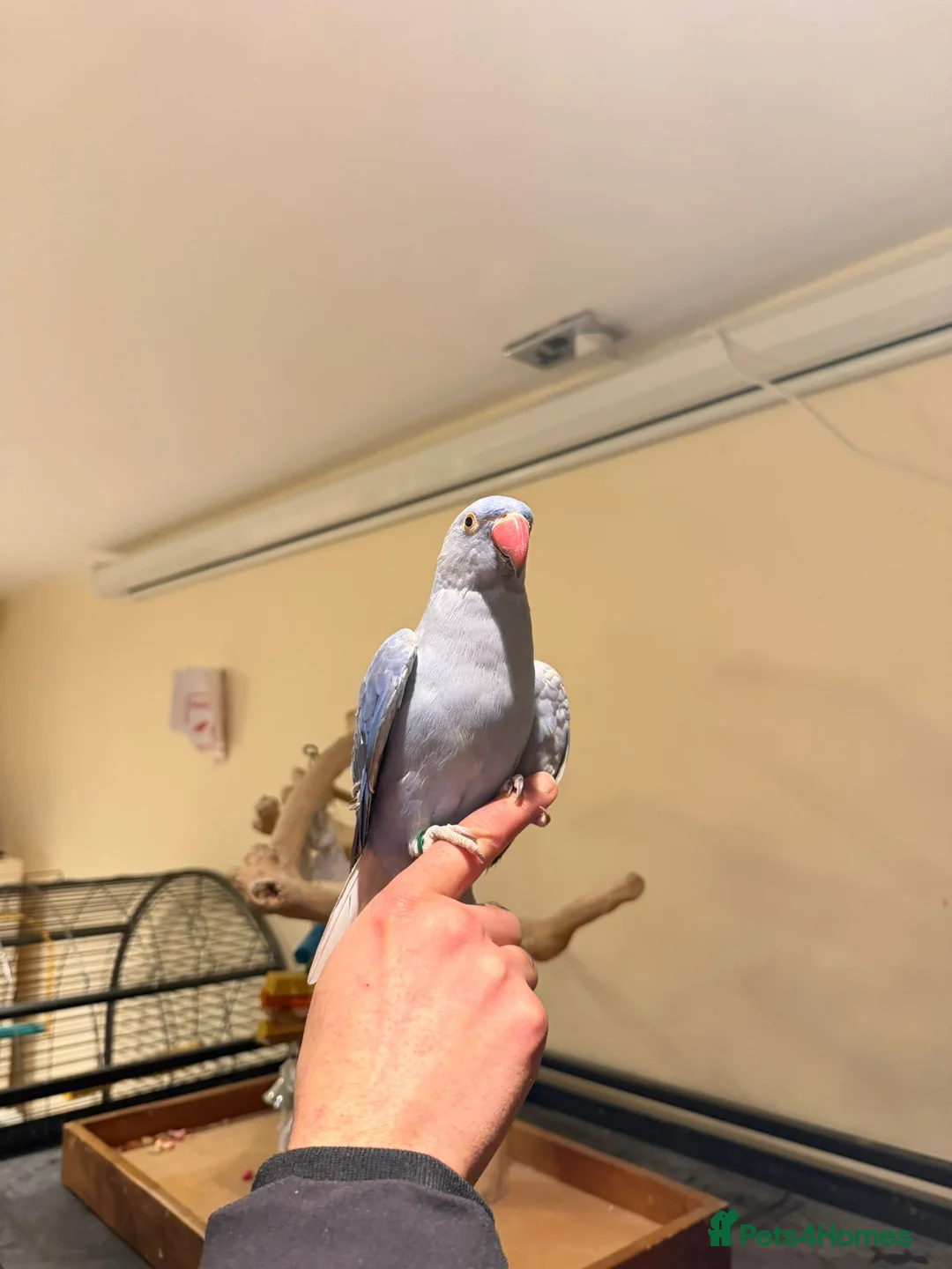 Budgerigars birds for sale: Violet Baby Ringneck! - Advert 2