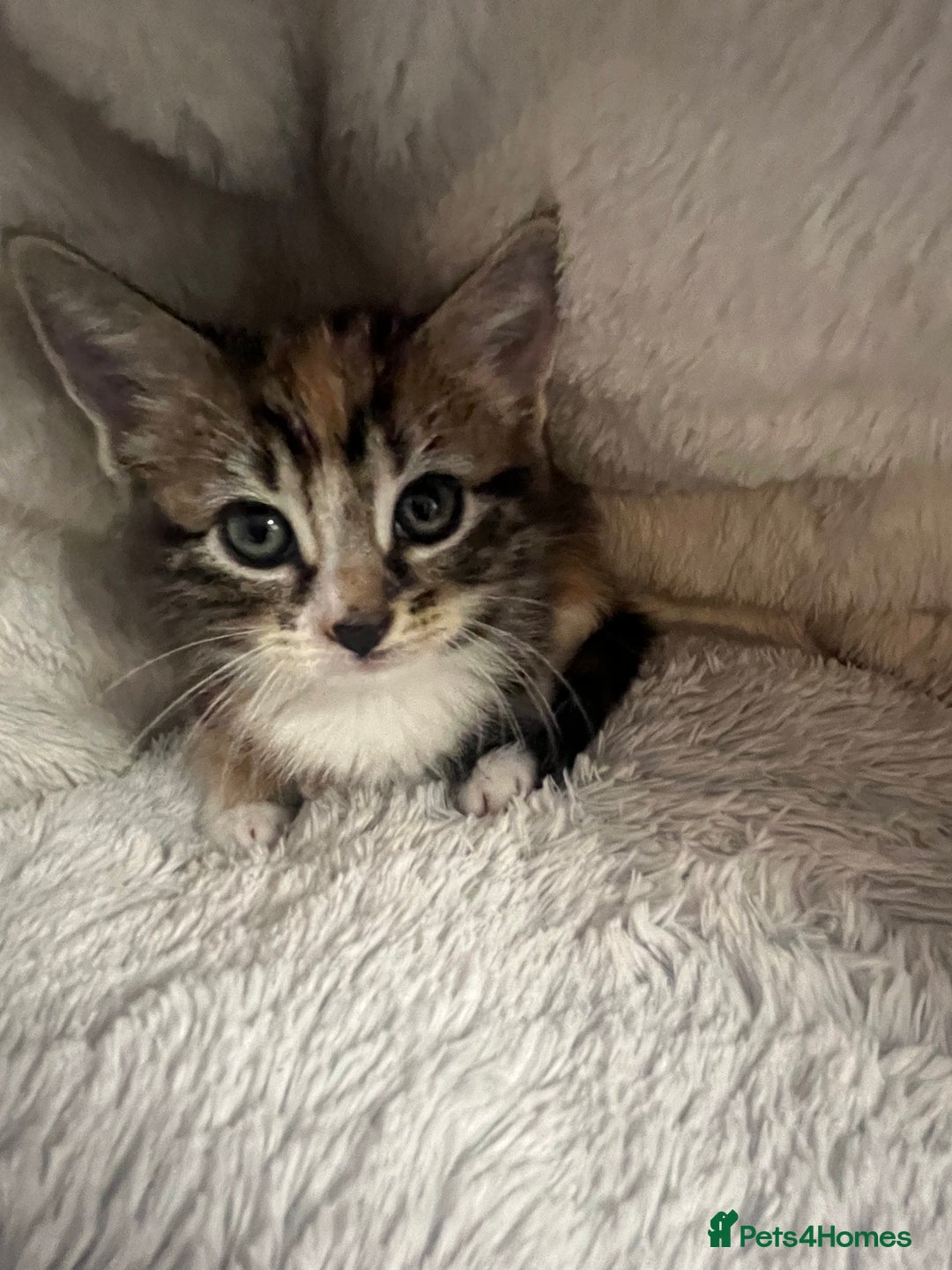 Mixed Breed cats for sale: 🐾 Beautiful 8 week old Calico Female Kittens - Advert 2