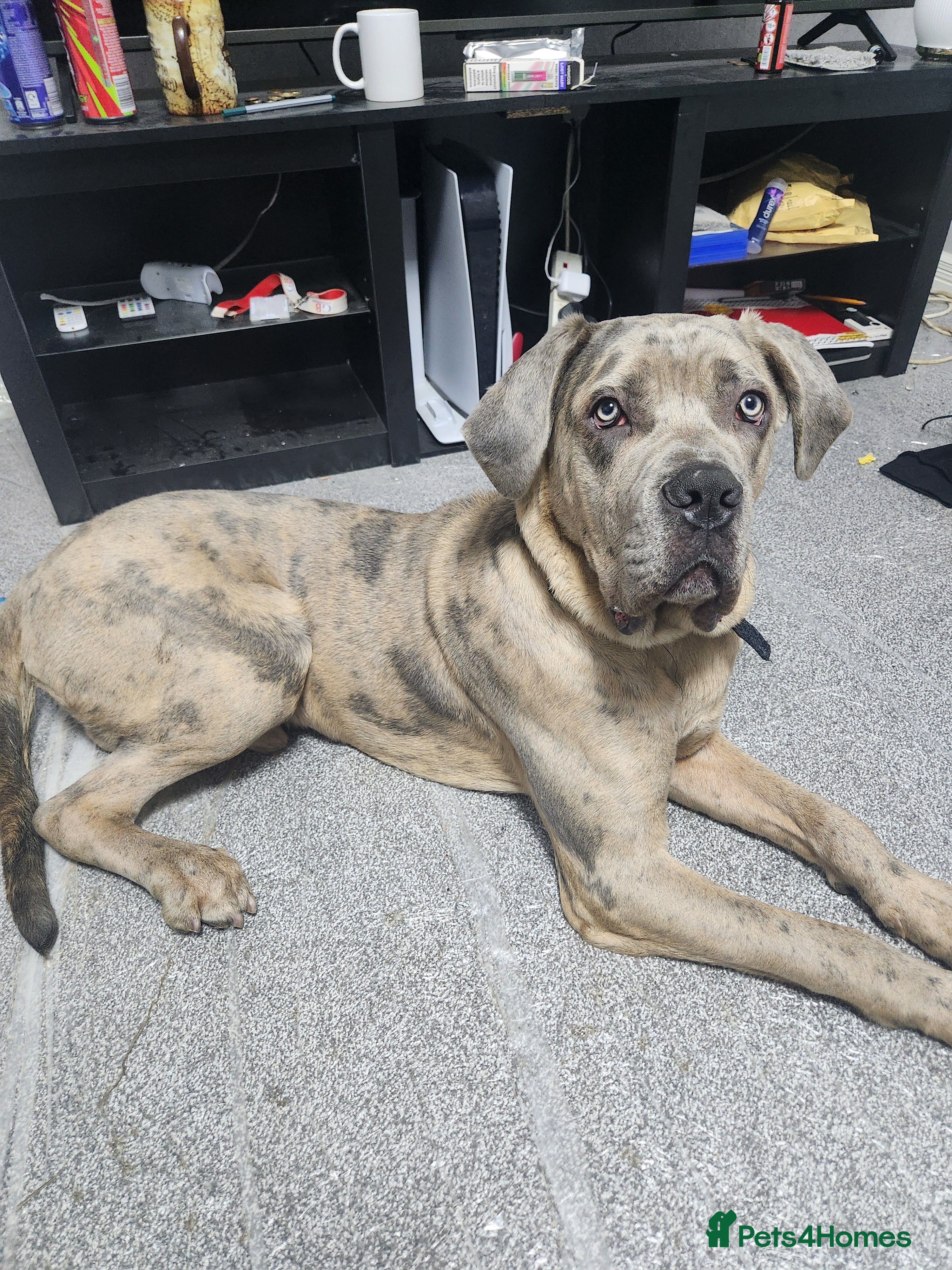 Cane Corso dogs European Cane Corso for Sale Birmingham - Advert 4