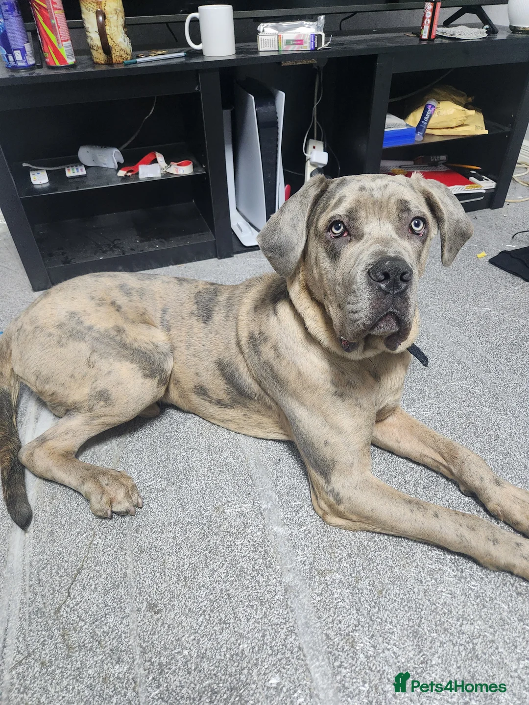 Cane Corso dogs for sale: European Cane Corso for Sale Birmingham in Birmingham - Advert 1