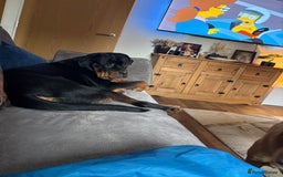 Rottweiler dogs for sale: Rottweiler pup 11 months old male - Advert 3