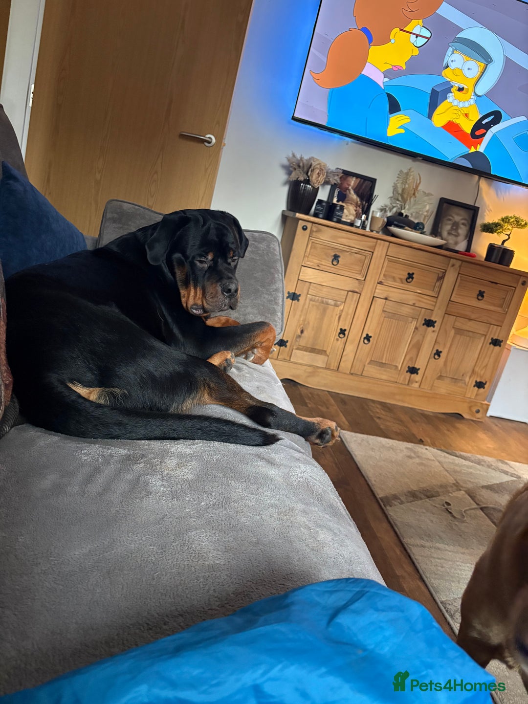 Rottweiler dogs for sale: Rottweiler pup 11 months old male - Advert 3
