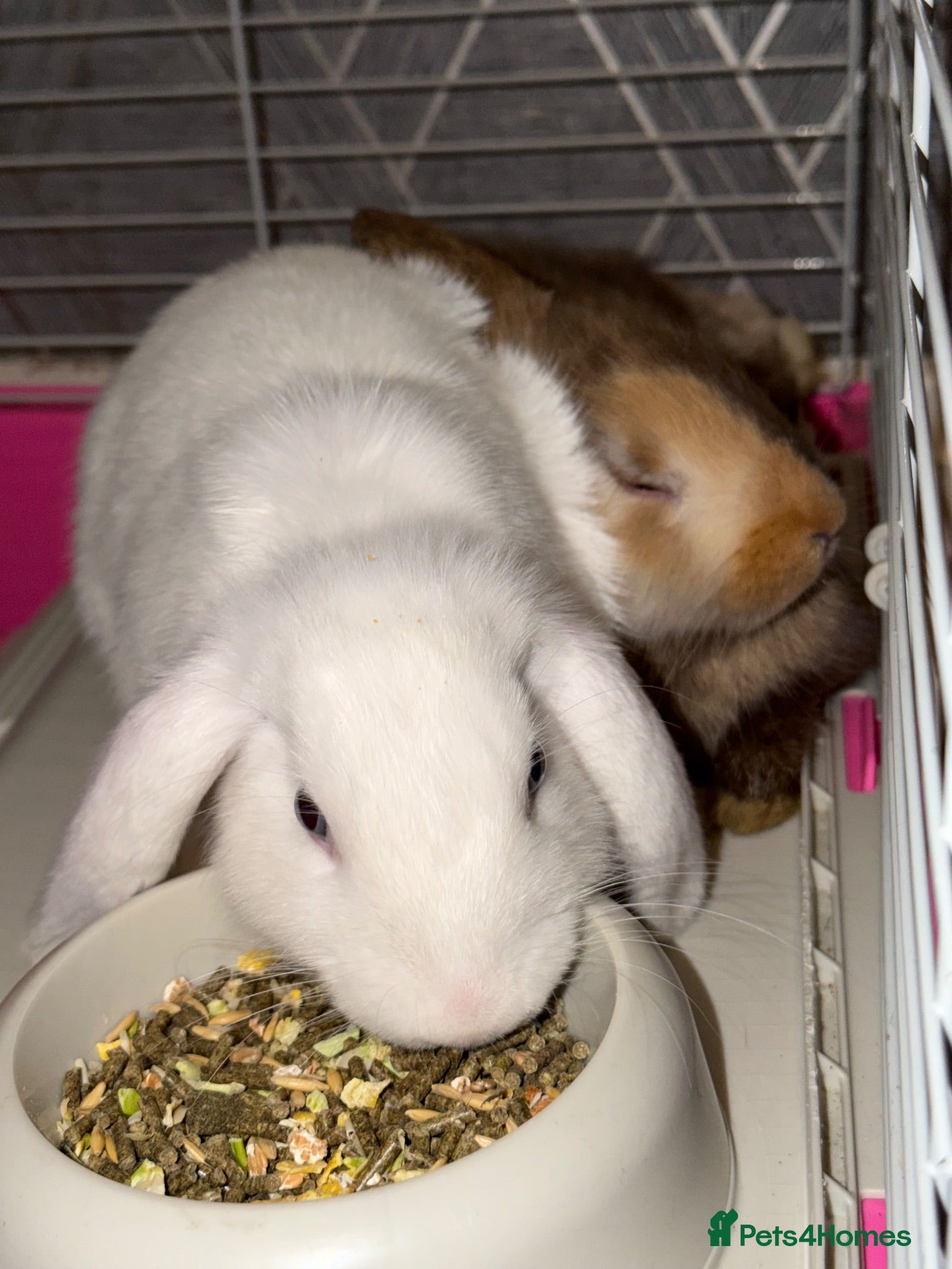 Mixed Breed rabbits Rabbits with cage - Advert 8