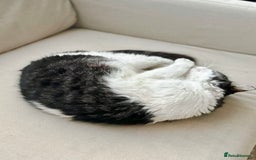 Mixed Breed cats for adoption: Meet Charli - Image 3