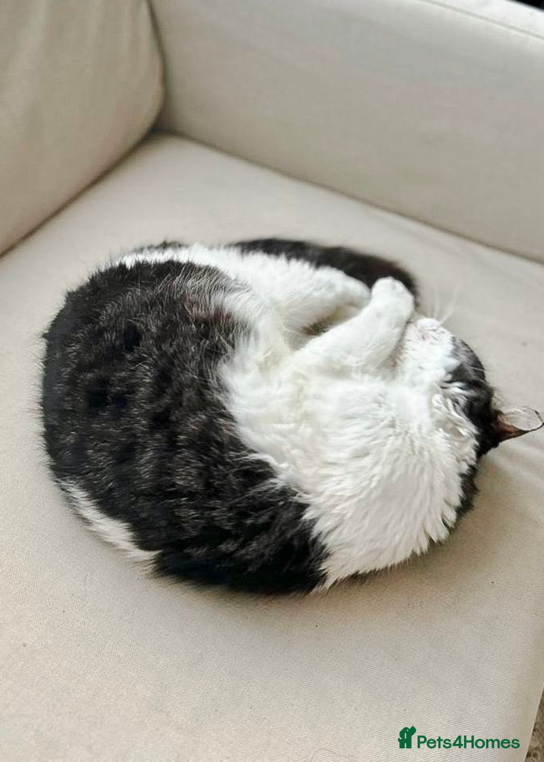 Mixed Breed cats for adoption: Meet Charli - Image 3