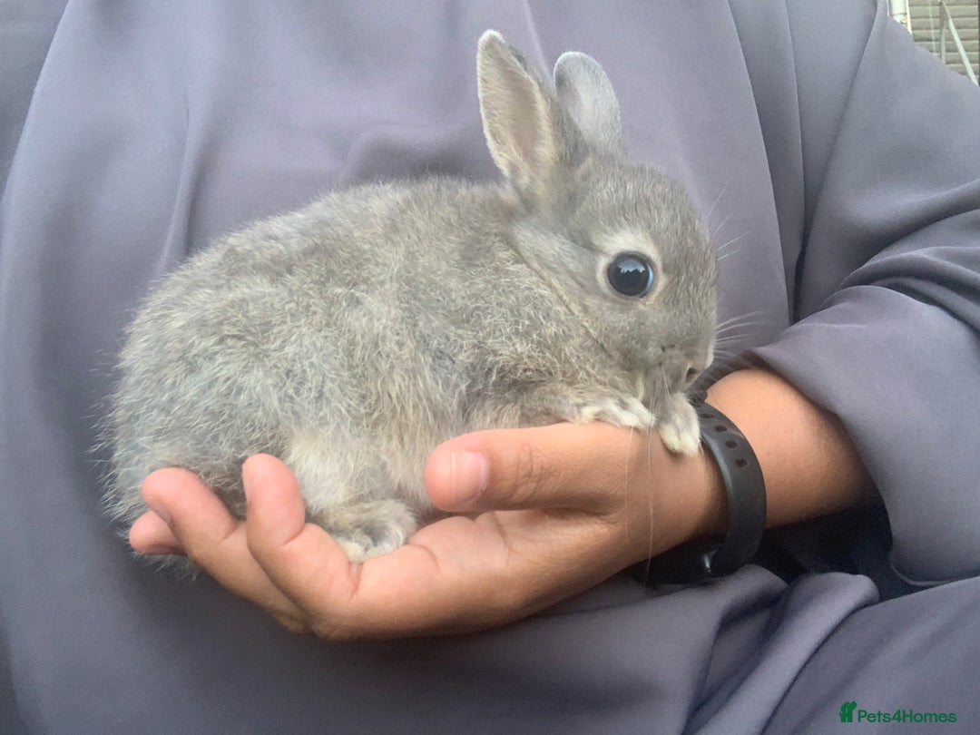 Netherland Dwarf rabbits for sale: Bunnies Netherland Dwarf Rabbits - Image 6