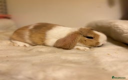 Mini Lop rabbits for sale: ✨ Beautiful harli split mini lop buck 👀 🏡  - Image 1