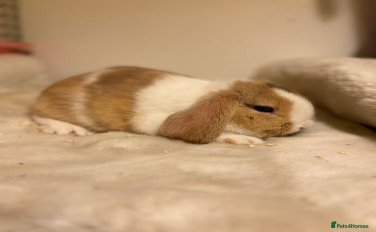 Mini Lop rabbits - Advert 10