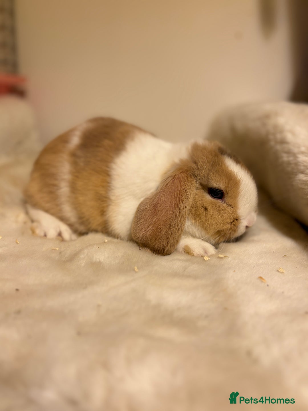 Mini Lop rabbits for sale: ✨ Beautiful harli split mini lop buck 👀 🏡  - Image 1