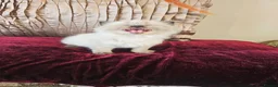 British Shorthair cats for sale: Stunning & Unique Kittens for Sale in Buckingham - Advert 14