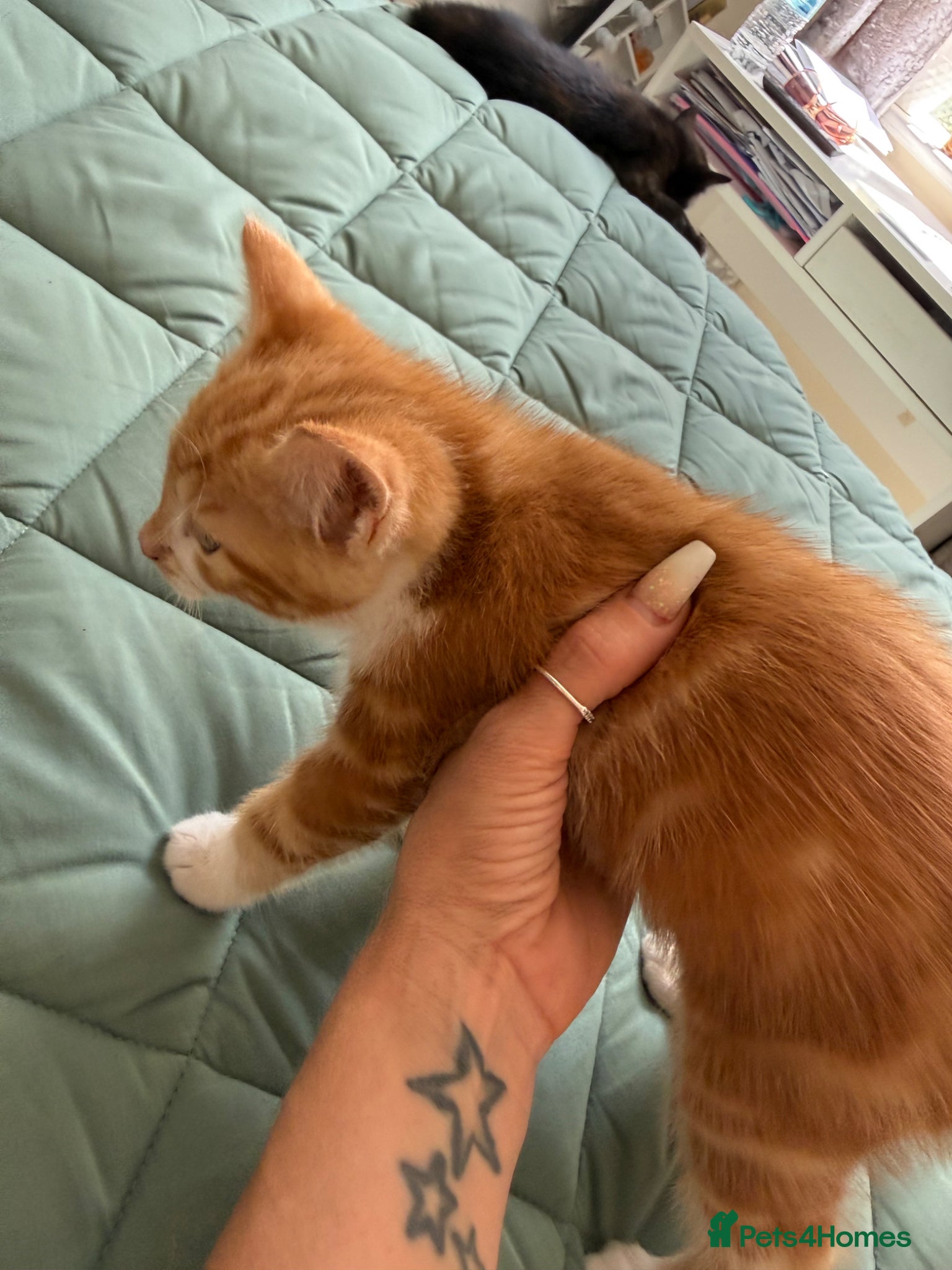 Mixed Breed cats for sale: Kittens for sale READY NOW in Brandon - Advert 19