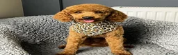 Mini Goldendoodle dogs for sale: LAST BOY Red and white F1b miniature goldendoodle - Advert 10