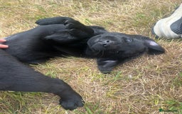 Labrador Retriever dogs for sale: Two Labrador Dog Puppies - black - Image 1