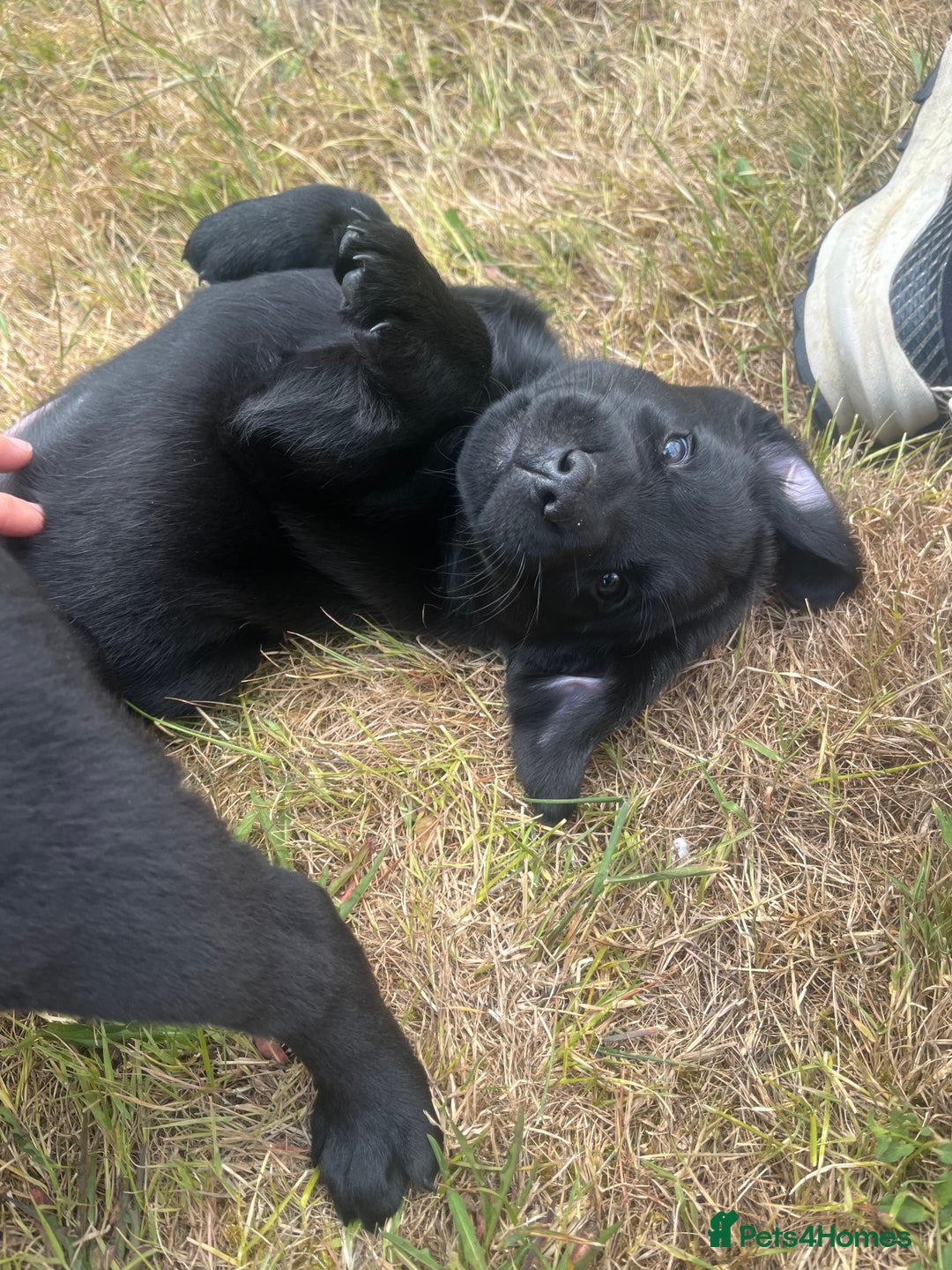 Labrador Retriever dogs for sale: Two Labrador Dog Puppies - black - Image 1
