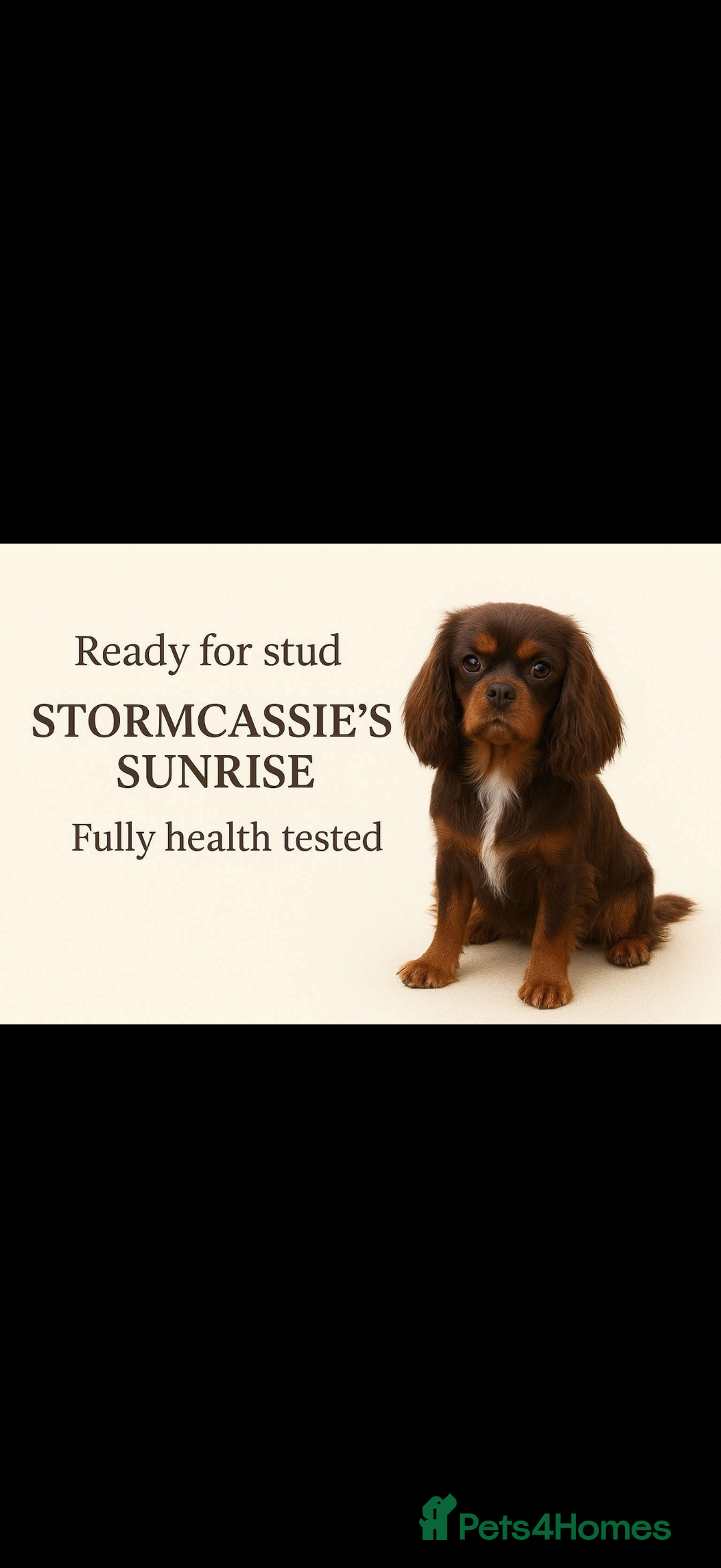 Cavapoo dogs for sale: cavapoo puppy's  - Advert 8