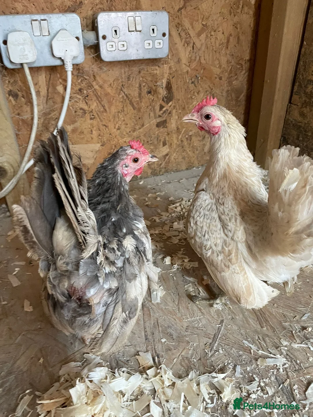 Chickens poultry for sale: Seramas  - Advert 2
