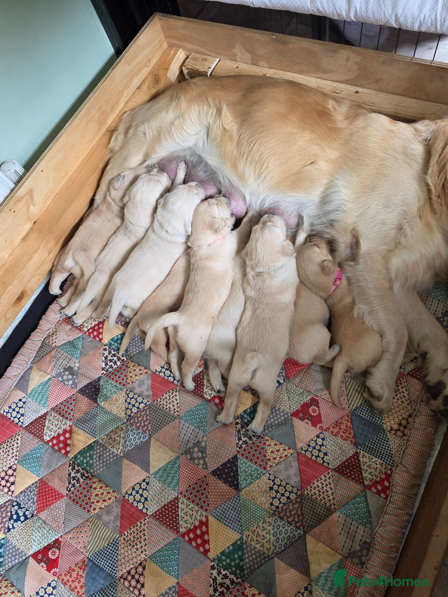 Golden Retriever dogs 9 beautiful golden retriever puppies - Advert 7