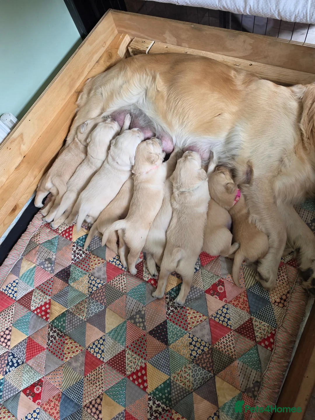 Golden Retriever dogs for sale: 9 beautiful golden retriever puppies - Advert 1