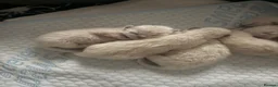 Ragdoll cats for sale: Beautiful Healthy Ragdolls  - Advert 11