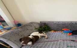 English Springer Spaniel dogs for sale: Buddie 5n half months beautiful boy - Image 4