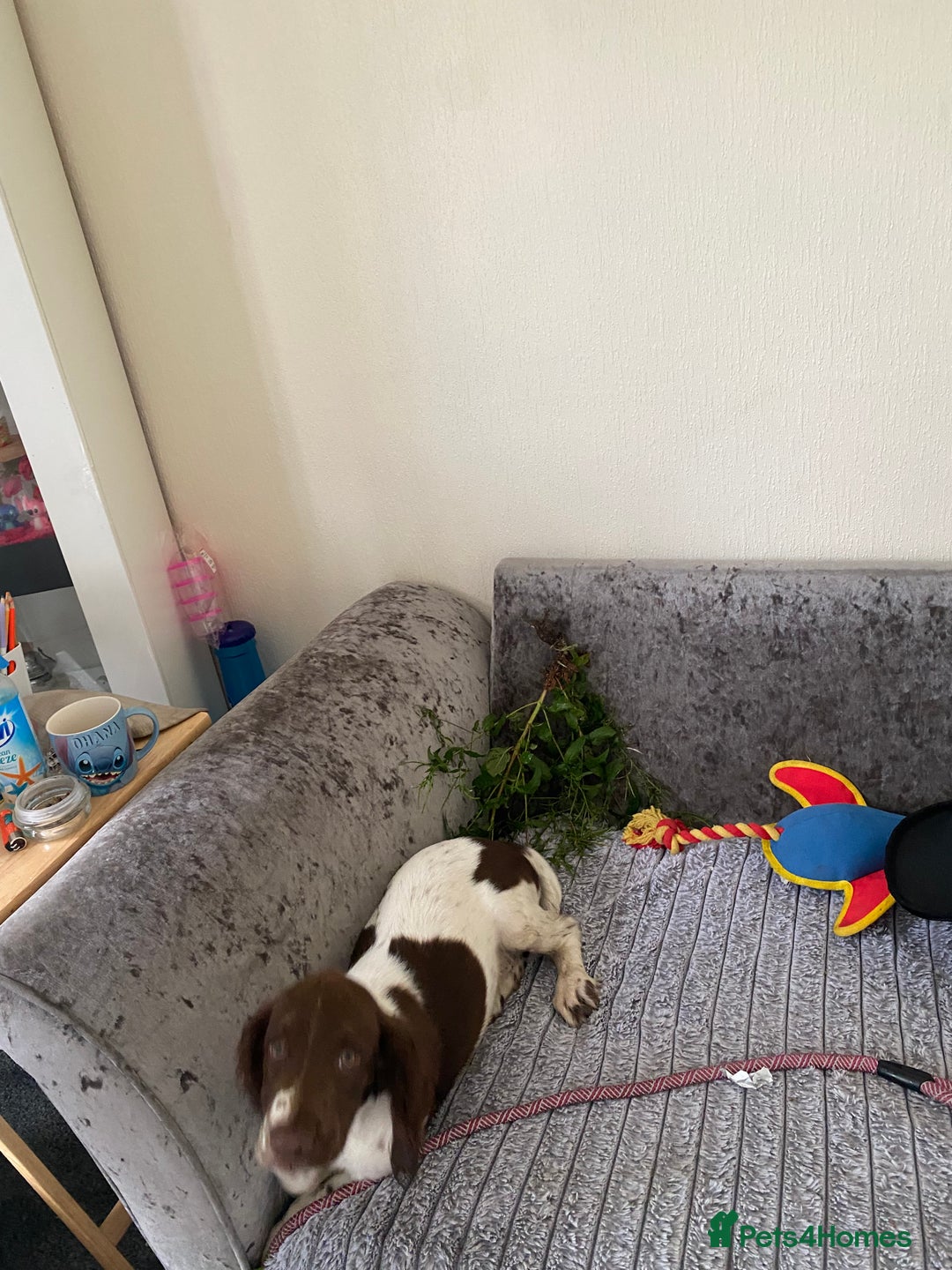 English Springer Spaniel dogs for sale: Buddie 5n half months beautiful boy - Image 4