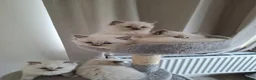 Ragdoll cats for sale: Stunning Ragdoll kittens  - Advert 26