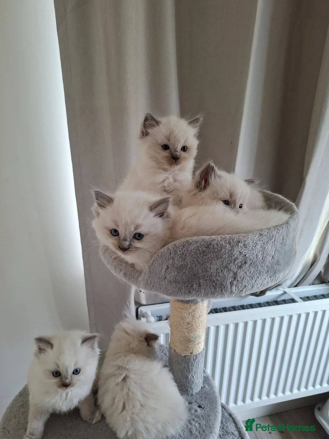 Ragdoll cats for sale: Stunning Ragdoll kittens  - Advert 26