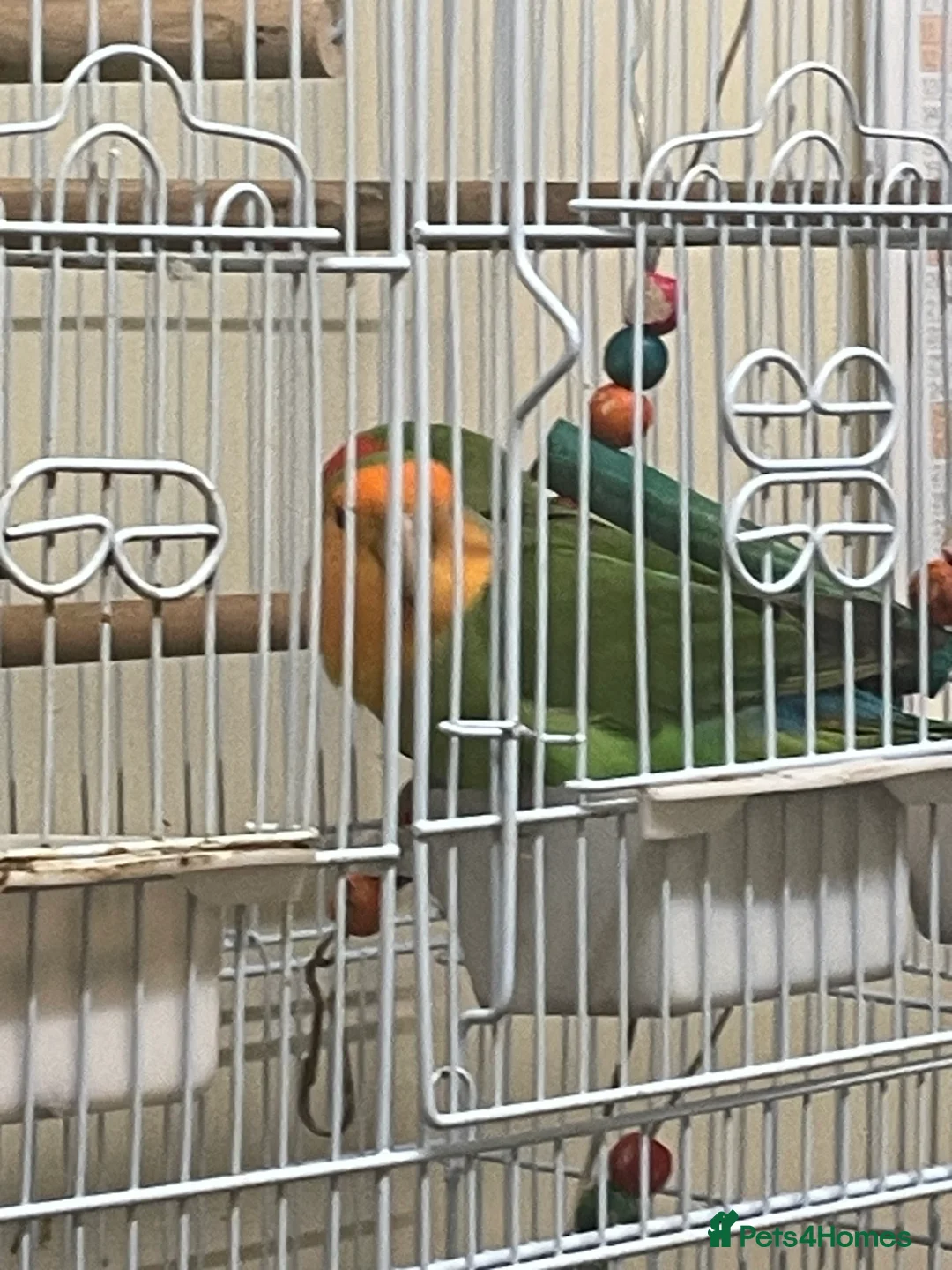 Lovebirds birds for sale: Pair of love birds - Advert 2