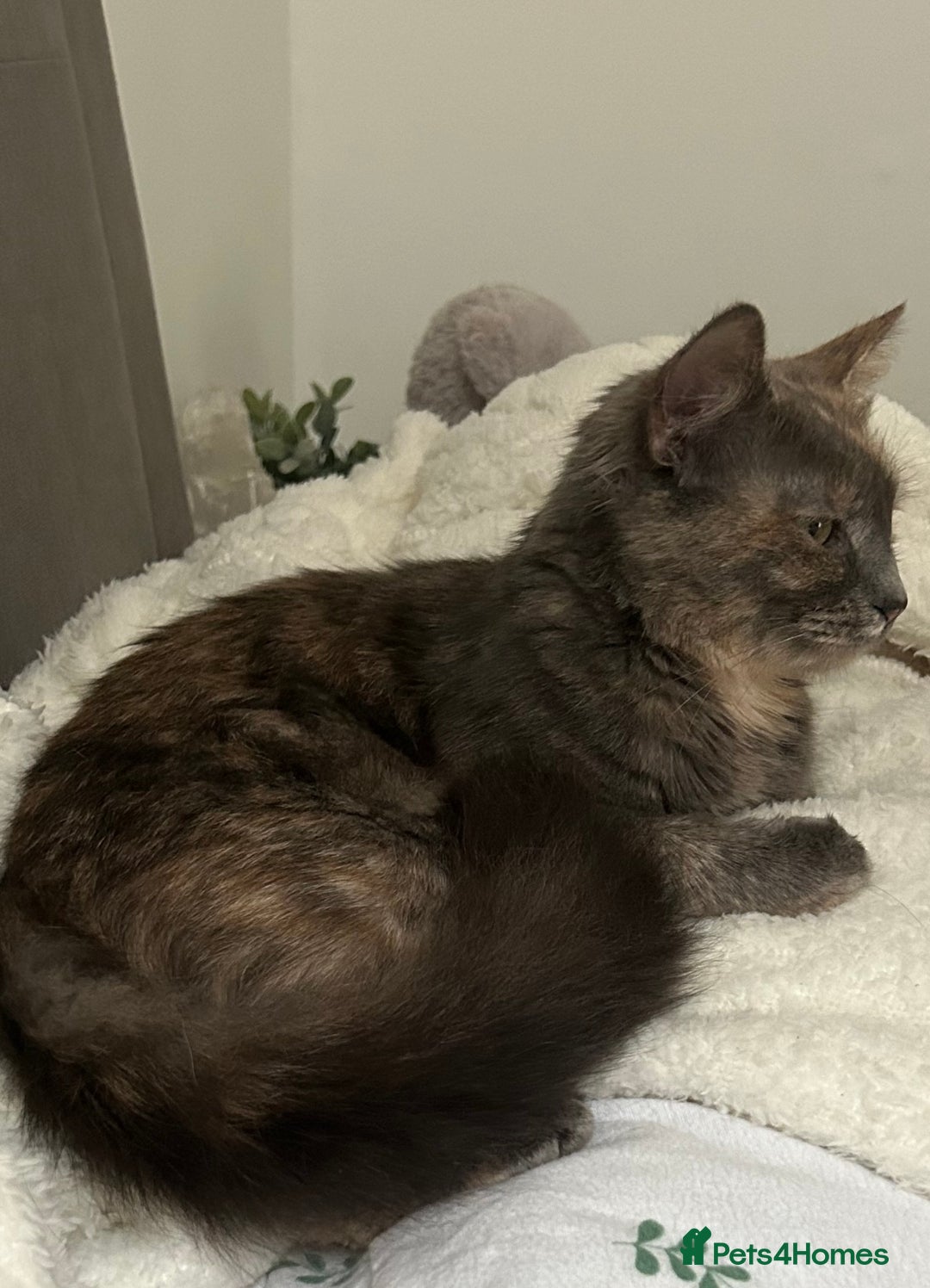 Mixed Breed cats for sale: Stunning ragdoll mix kittens for 5 star homes - Image 17