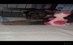 German Shepherd dogs for sale: German Shepherd pups - Advert 5
