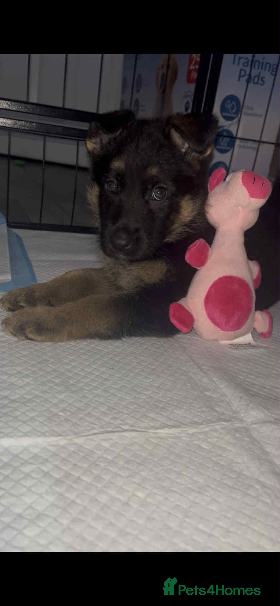 German Shepherd dogs for sale: German Shepherd pups - Advert 5
