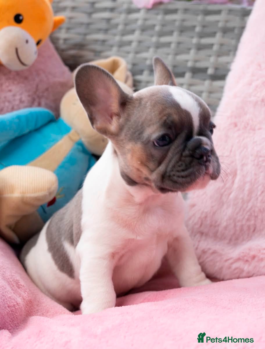 French Bulldog dogs for sale: Stunning litter of pied French bulldogs - Advert 15