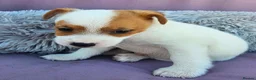 Jack Russell dogs for sale: Jack Russell puppies 🐶  - Advert 6
