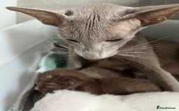 Siamese cats for sale: Siamese Oriental kittens superb pedigree GCCF  - Image 2