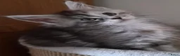 Maine Coon cats for sale: Beautiful Mainecoon kittens  - Advert 9